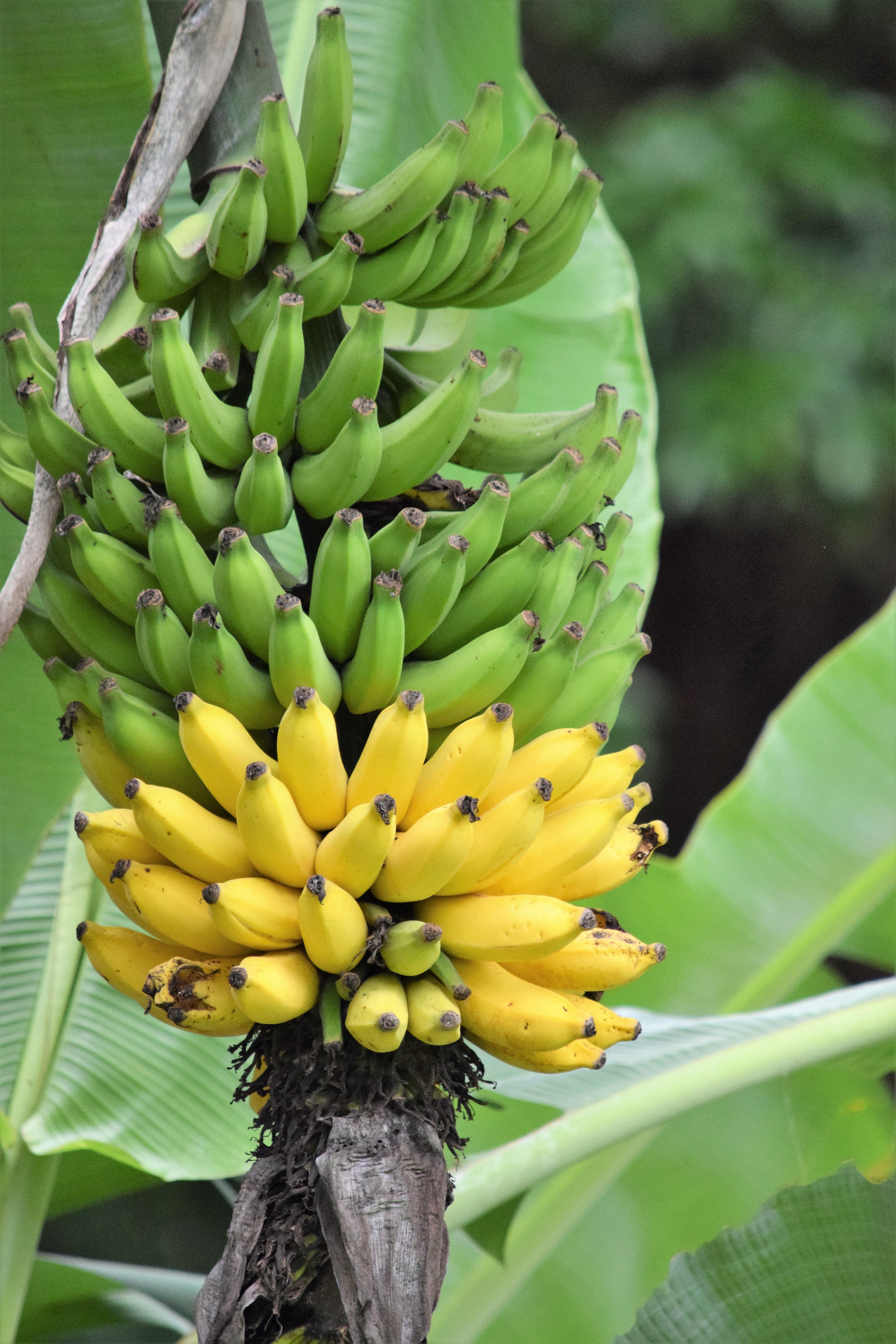Pourquoi il ne faut jamais mettre une banane au réfrigérateur
