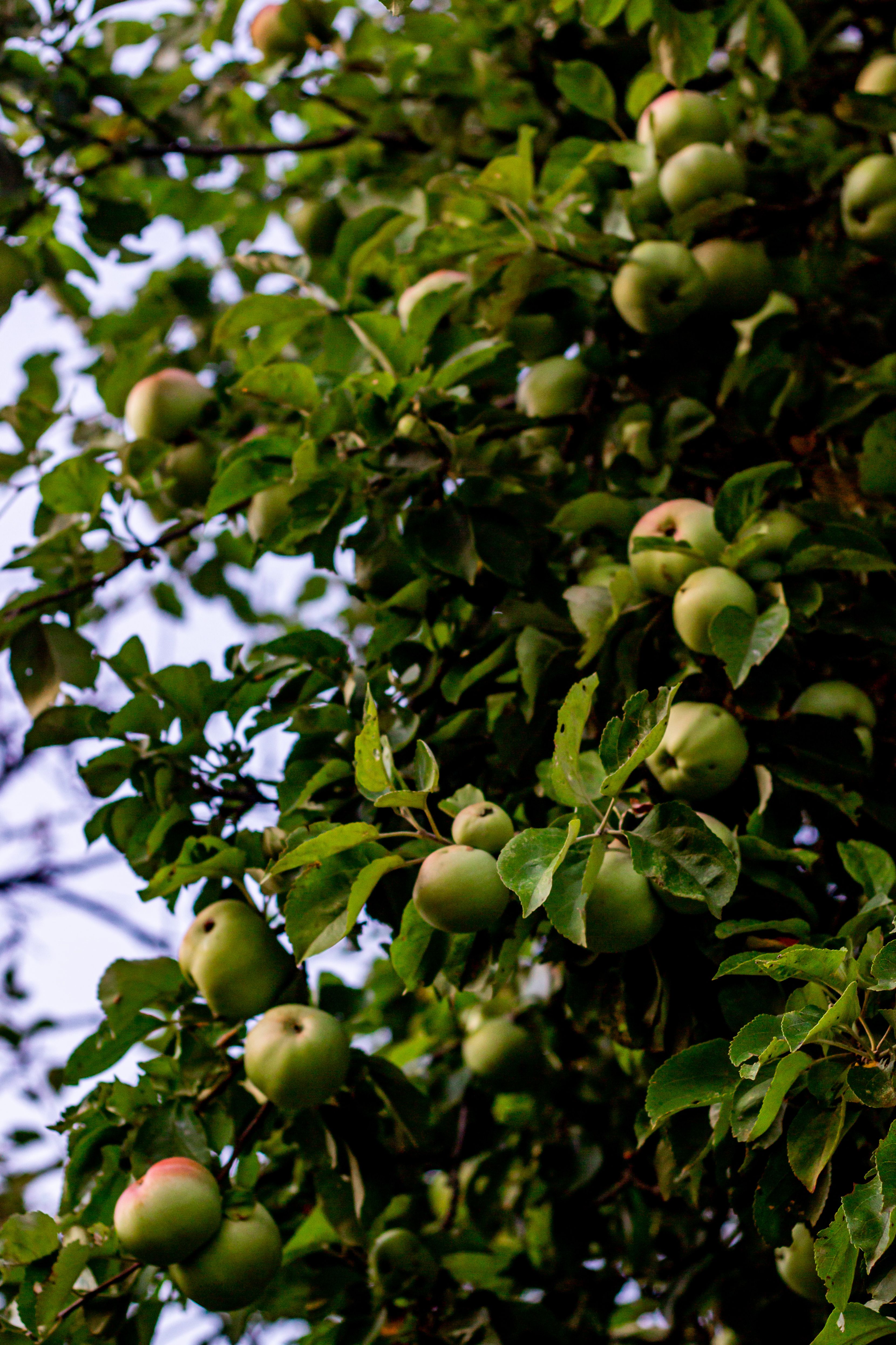 Pourquoi une pomme achetée en mai a le même goût qu'en septembre