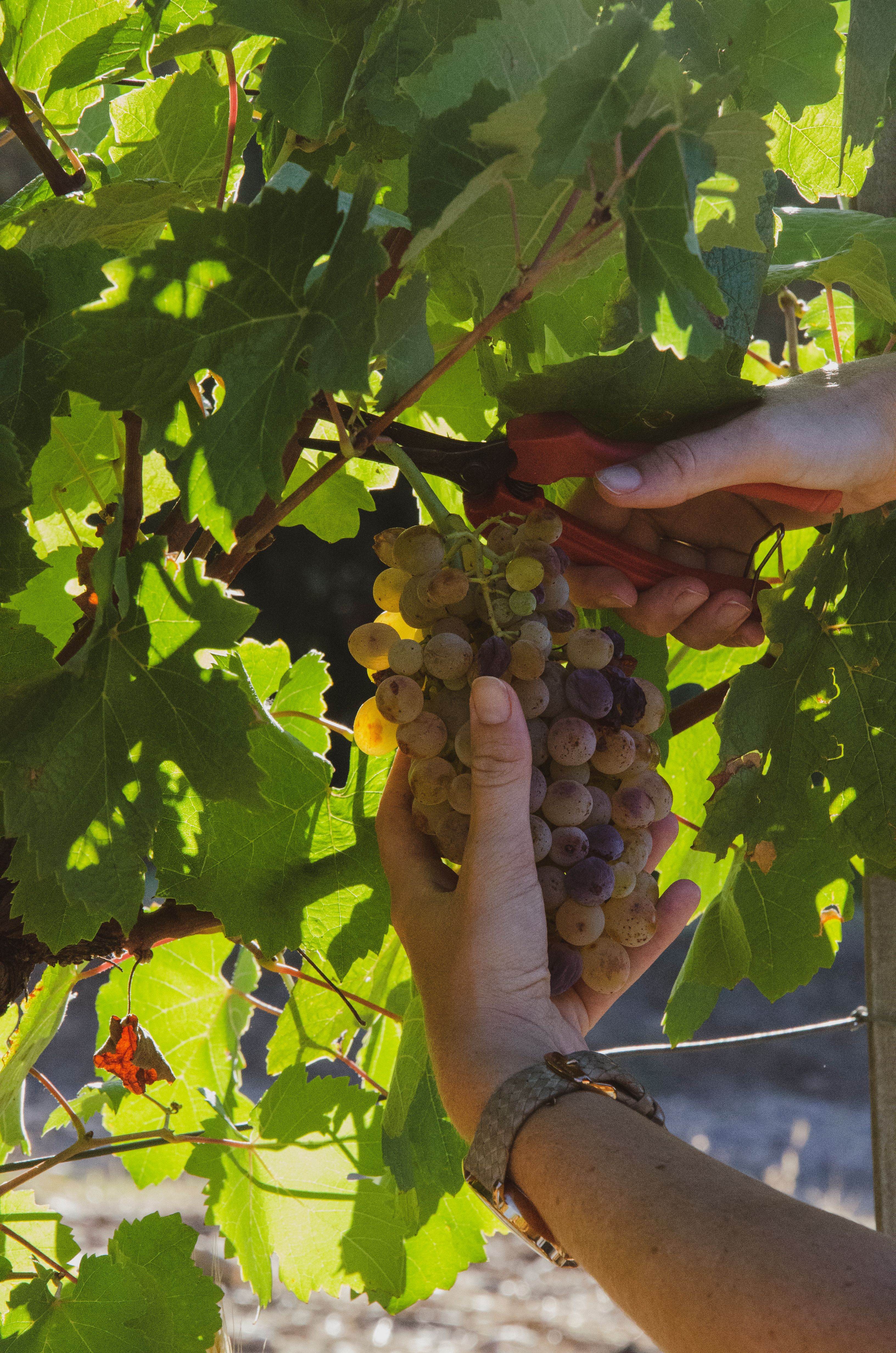 Les saisons : d'où vient le raisin sur nos étals ?