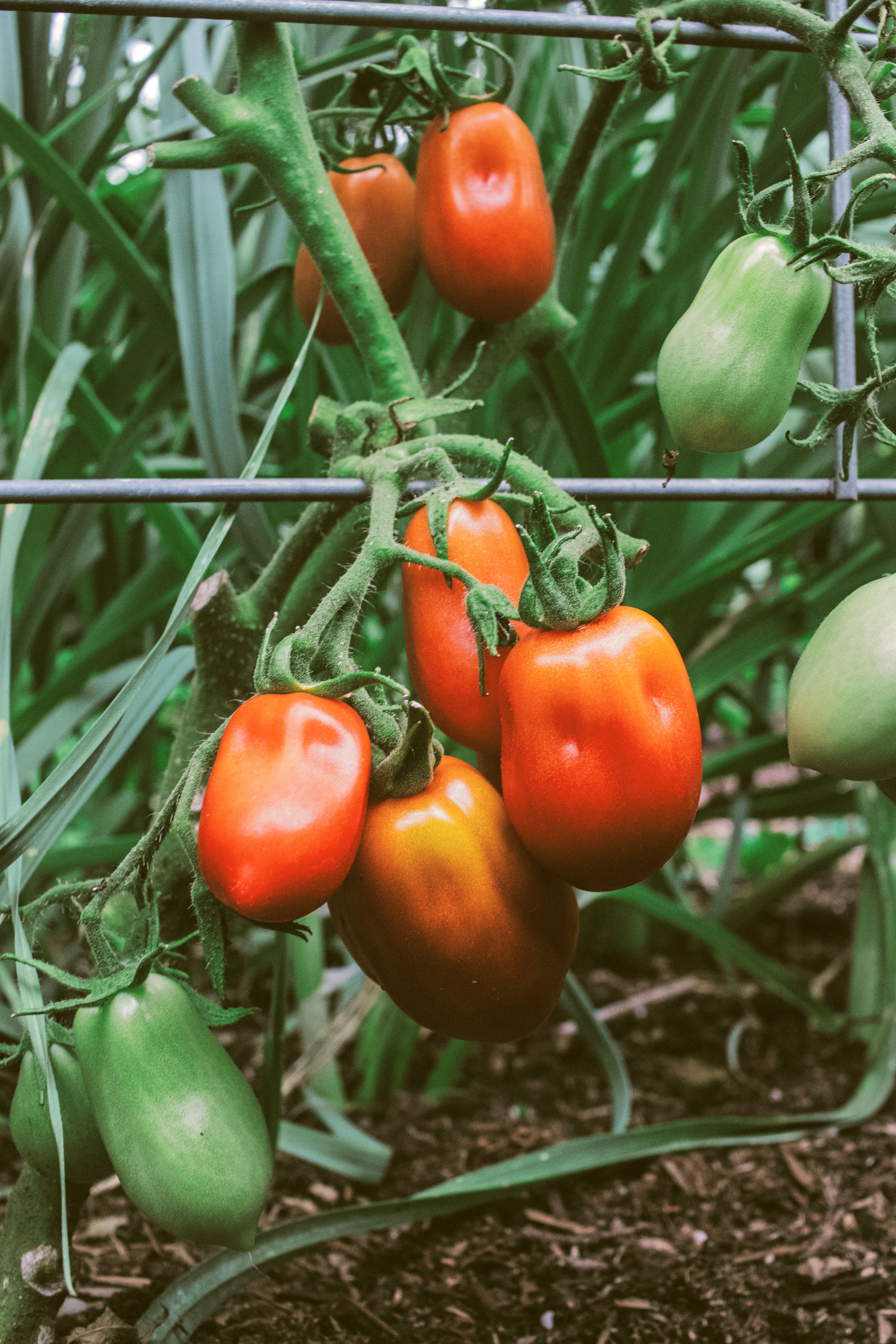Comment elle est cultivée